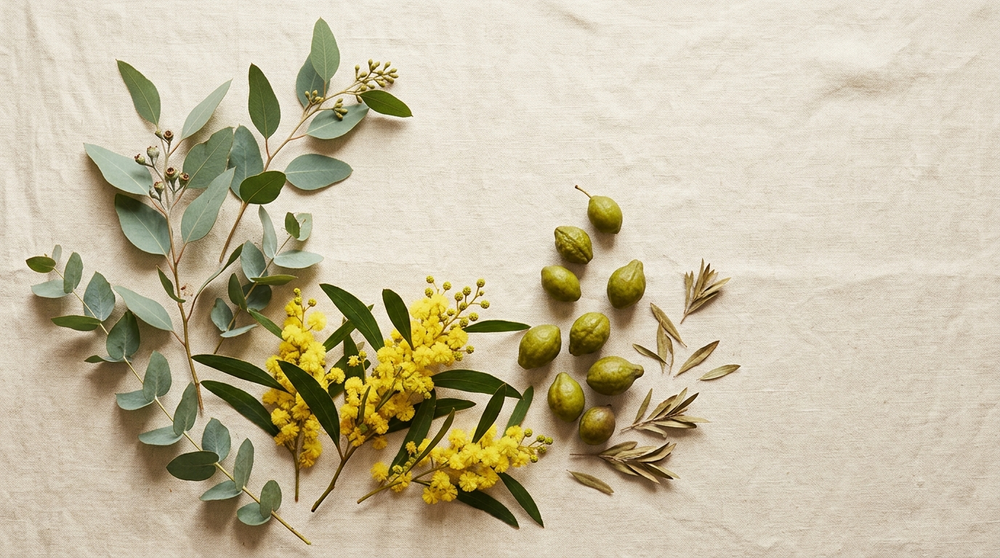 Overhead flatlay of native Australian botanicals on ivory linen — eucalyptus, golden wattle and kakadu plum — reflecting Australian-made haircare ingredients.
